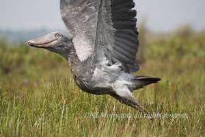 Ecotourism intiative