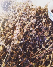 Basil Seeds Drying at ENCA Farm