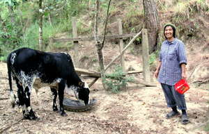 Auntie Olive Farm Caretaker with Cow at ENCA Farm