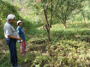ENCA Farm Staff Looks at Pako Fern Field