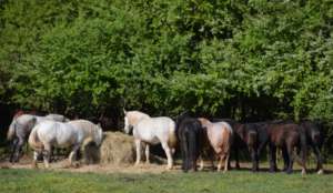 IGP Horses gathered at the Hay