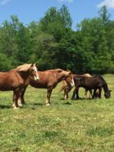 The Horses in New Pasture Grass