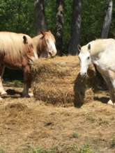 The Horses with Round Bale of Hay