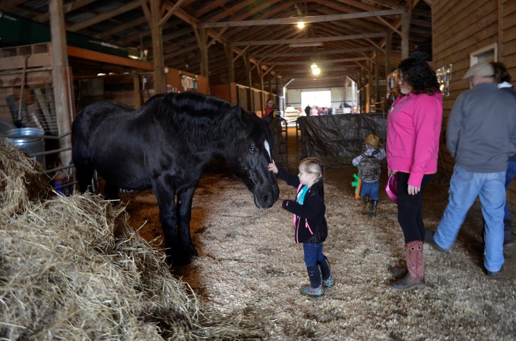 Buy a Bale... of Hay for the Rescue horses!
