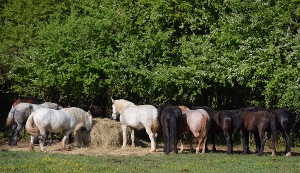Buy a Bale... of Hay for the Rescue horses!