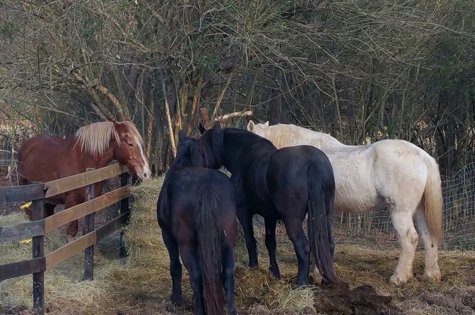 Buy a Bale... of Hay for the Rescue horses!
