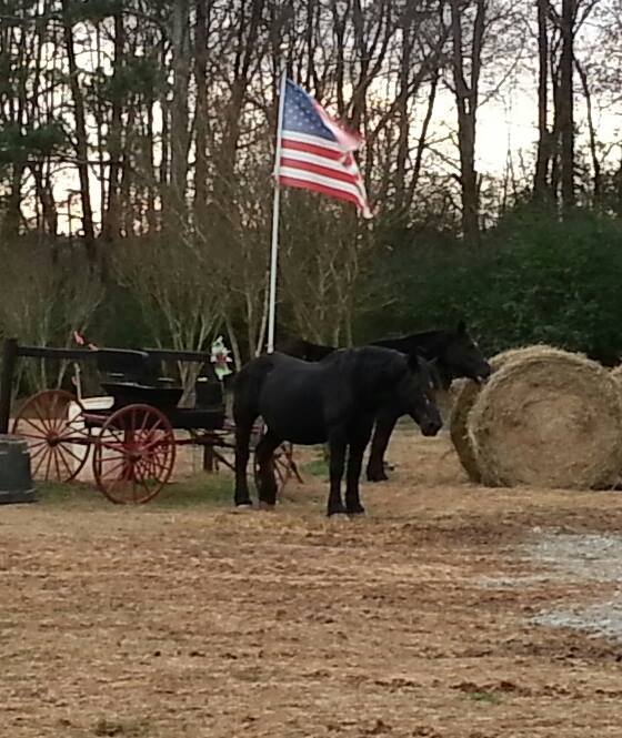 Buy a Bale... of Hay for the Rescue horses!