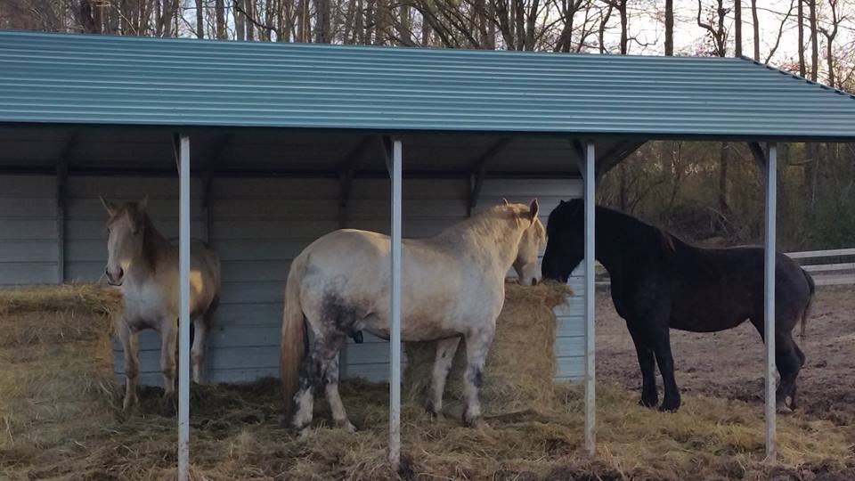 Buy a Bale... of Hay for the Rescue horses!