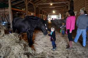 We help Horses as well as Humans