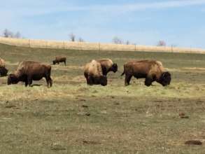 Buffalo on Fort Berthold