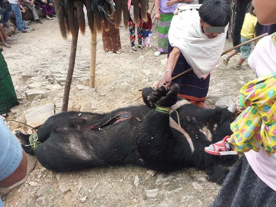 Stop mass hunting of wildlife in India