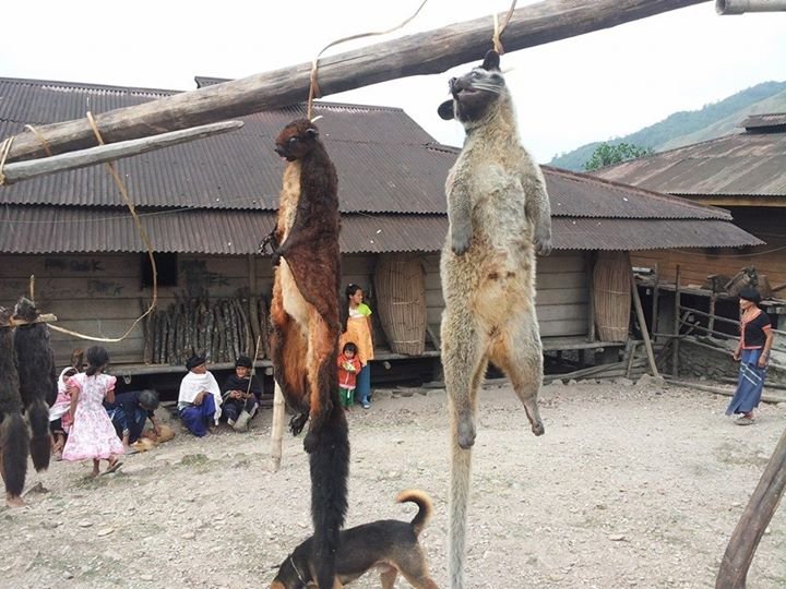 Stop mass hunting of wildlife in India