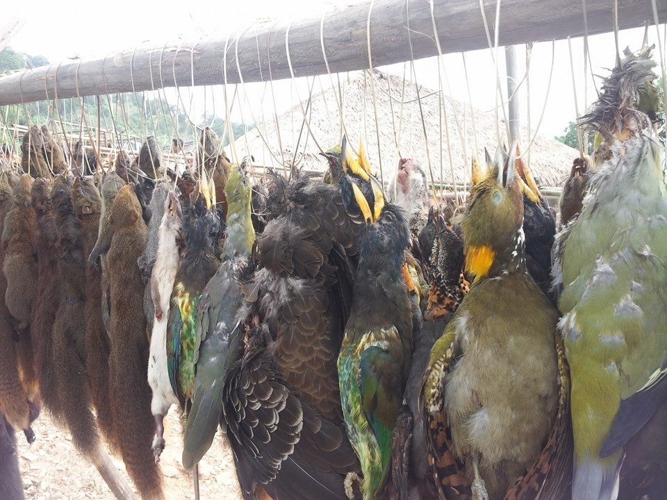 Stop mass hunting of wildlife in India