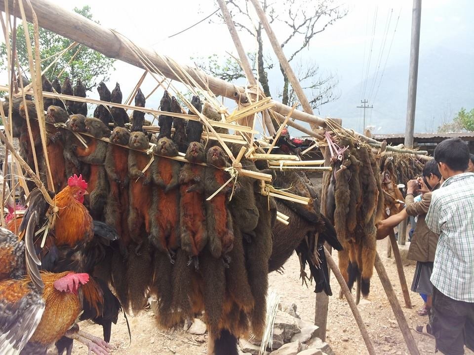 How to Share Stop mass hunting of wildlife in India GlobalGiving