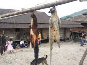 Tribal settlement and hunting