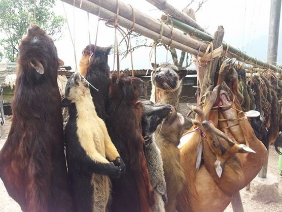 Stop mass hunting of wildlife in India