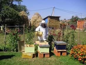Kosovar Woman Beekeeping