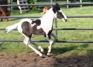 Tika is healthy, thanks to your support!