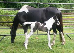 Tika, born May 3rd froma mare in Feb.'s report.