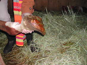 Stallion's hooves prior to seizure.