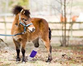 "Wee Biscuit" after surgery.