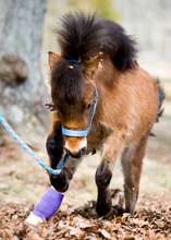 "Wee Biscuit" after surgery running!