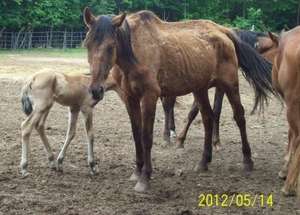 Just one of the dozens of Dinwiddie County horses.