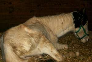 Stallion assisted in quarantine.