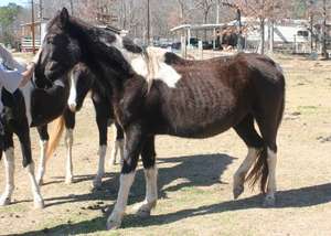 Heavily pregnant mare in poor condition.