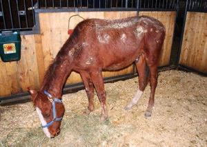 Ferrari upon arrival to a USERL quarantine farm.