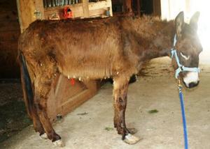Cletus upon arrival to USERL quarantine/rehab farm