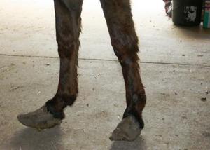 Close up of Cletus's overgrown hooves.