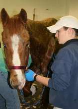 Tyler is assessed at NCSU - Large Animal Hospital.