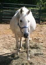 Same Mare 6 months later, close to foaling.