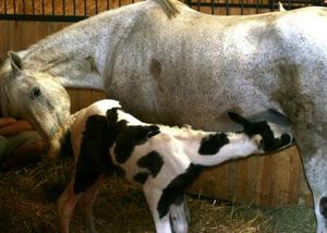 Result: Healthy mare and foal thanks to all who donated!