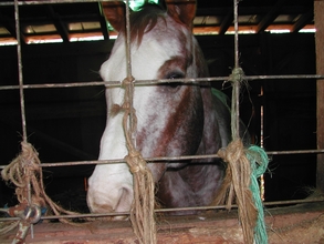 Randolph County Stallion prior to seizure.