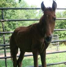 Stori, an orphaned foal, starts her new life.