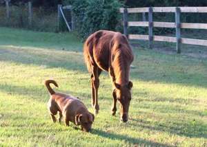 Stori and her "buddy" stroll around the rehab farm