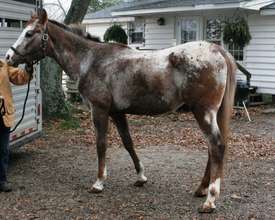 Stalion upon arrival to USERL Dec. 4, 2010