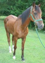 Sebastian at arrival to a USERL Quarantine Foster Farm.