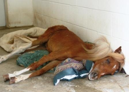 Expansion of Horse Program for 30 Horses