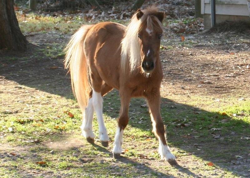Expansion of Horse Program for 30 Horses