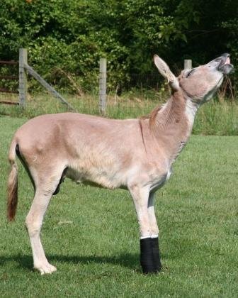 Expansion of Horse Program for 30 Horses