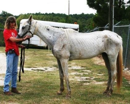 Expansion of Horse Program for 30 Horses
