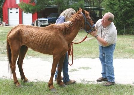 Expansion of Horse Program for 30 Horses