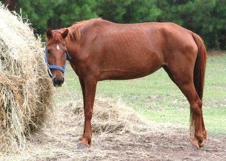 Expansion of Horse Program for 30 Horses