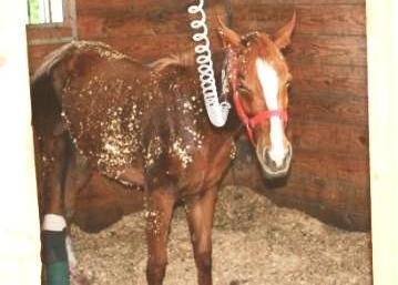 Expansion of Horse Program for 30 Horses