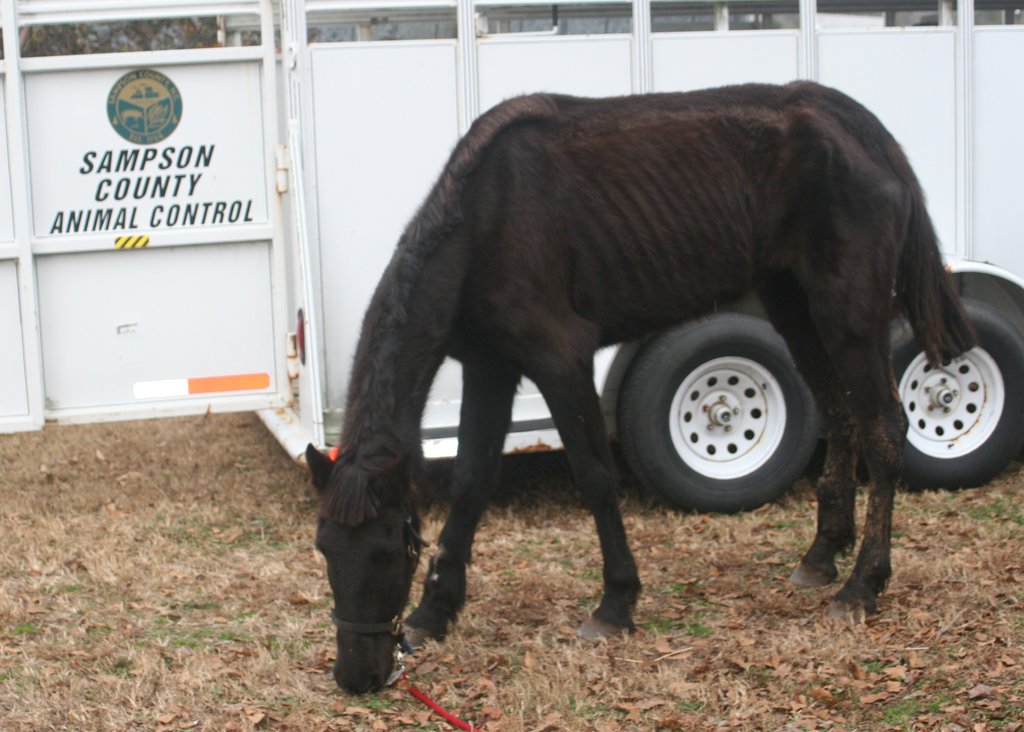 Expansion of Horse Program for 30 Horses