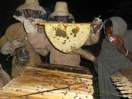 Honey harvesting in Ethiopia - after dark