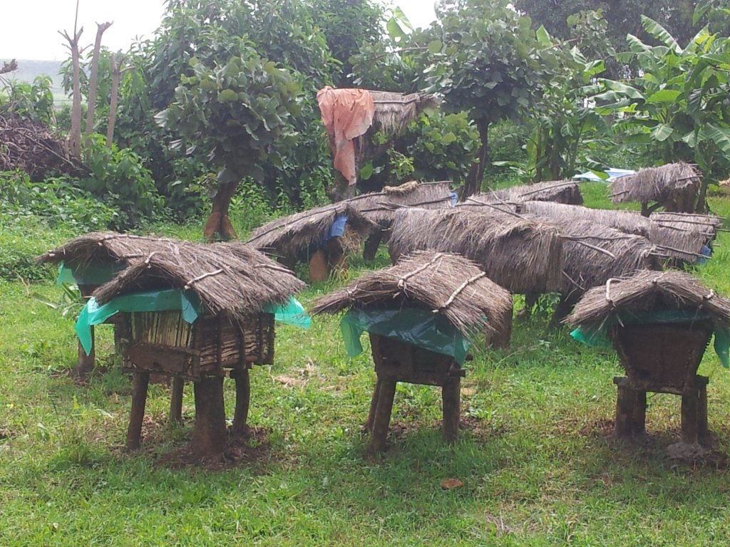 People and Bees in Ethiopia